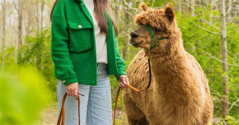 Gå tur med en alpaca hos Alpacapark